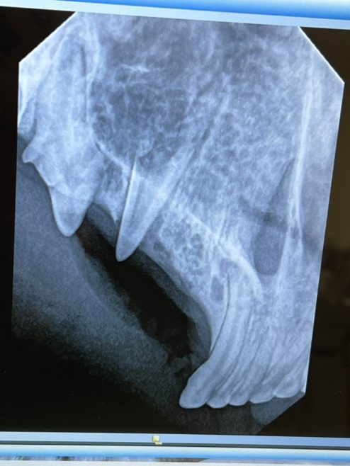 Cahira rehab bobcat collared FWC dental xrays