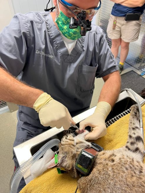 Cahira rehab bobcat FWC collaring tooth extraction vet