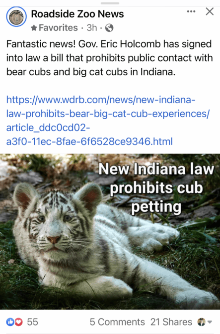 Indiana bans cub handling  Big Cat Bans Enacted IndianaBansCubPetting2022 03 15 443x670