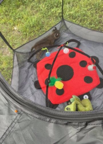 Summer rehab bobcat outside ladybug 