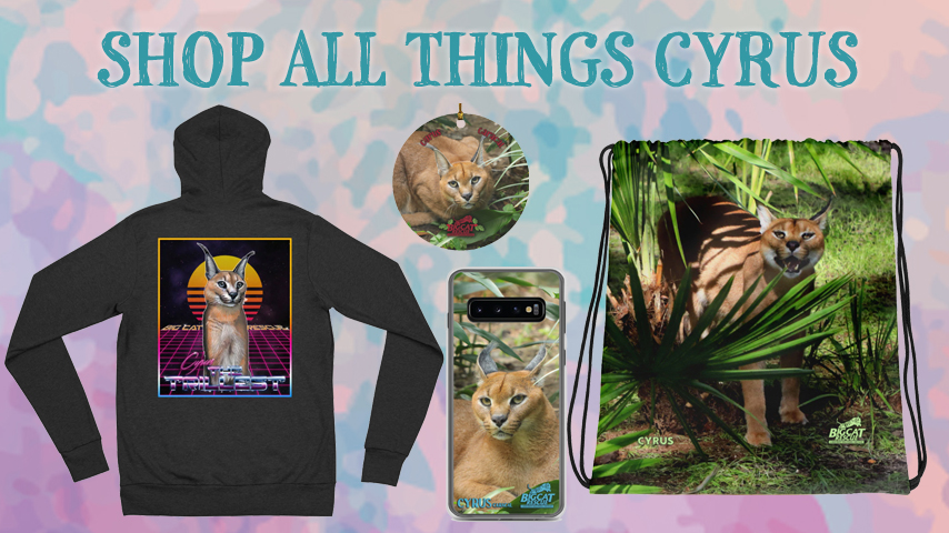 Cyrus Caracal Online Store