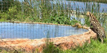 Hutch serval pool