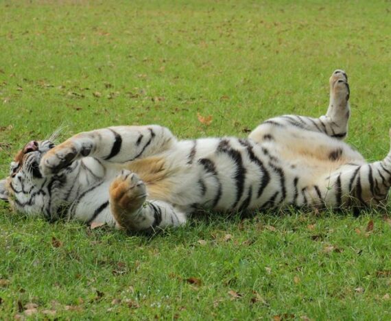 Kali tiger sleeping