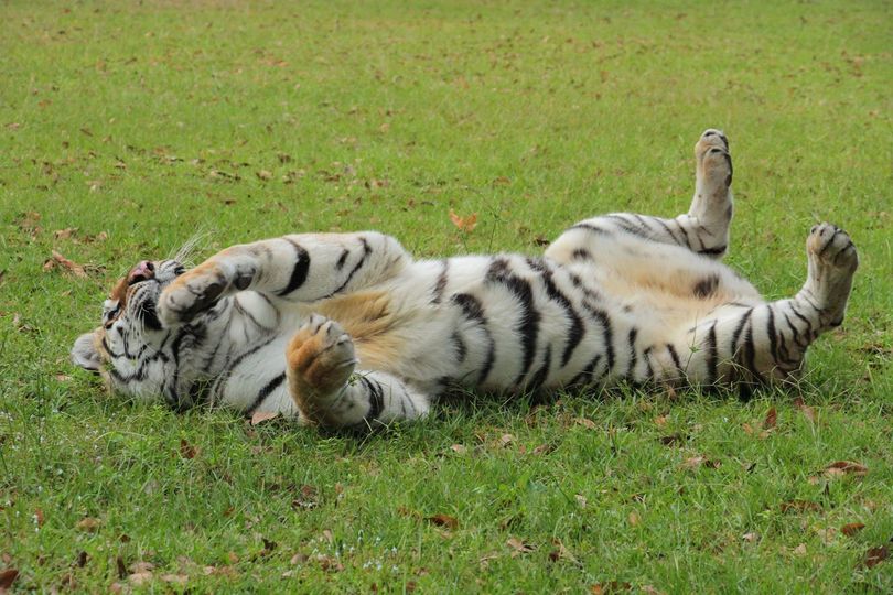 Kali  tiger sleeping