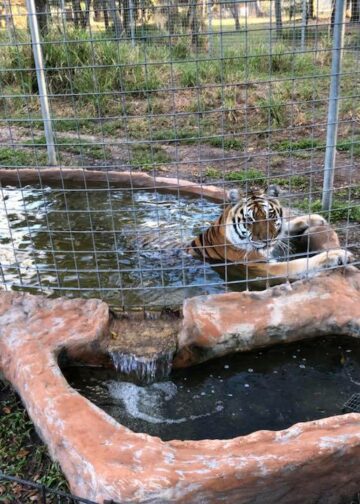 Kali tiger pool