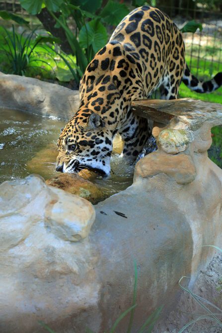 Manny Jaguar at Big Cat Rescue  Manny Manny 0075 447x670