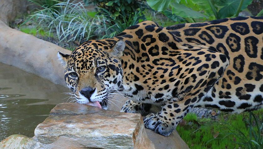 jaguar animal eating