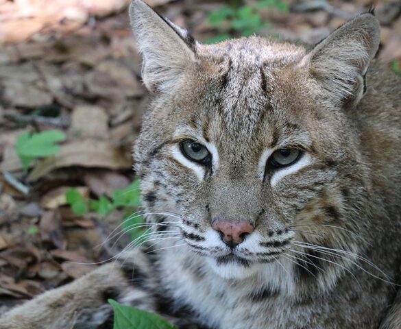 Ginger the female serval at Big Cat Rescue