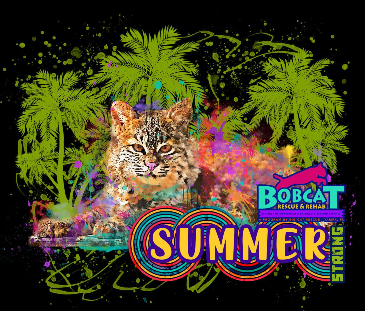 Summer artwork  Summer Bobcat Summer artwork scaled