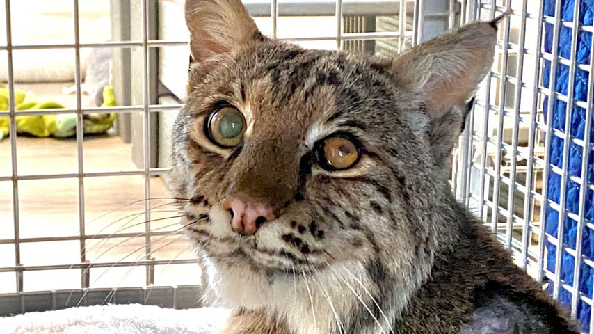 Bobcat released into the wild after spending winter recovering at Virginia  wildlife center