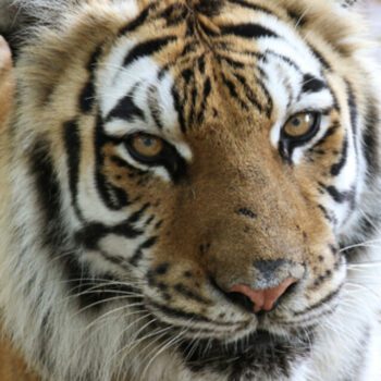 Aria_Tiger_Big Cat Rescue_ BrittanyMira