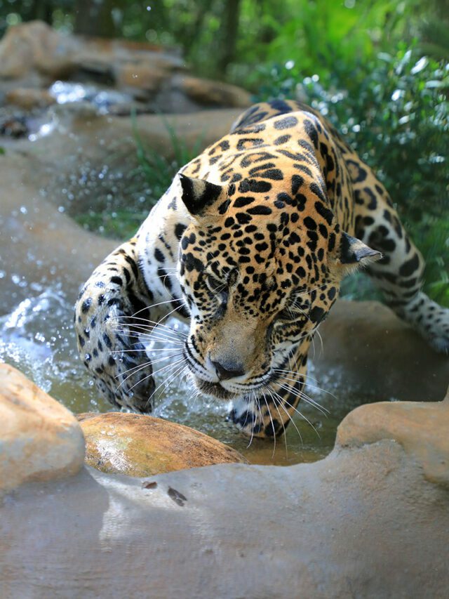 Manny:Jaguar of Big Cat Rescue