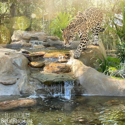 Manny jaguar pool