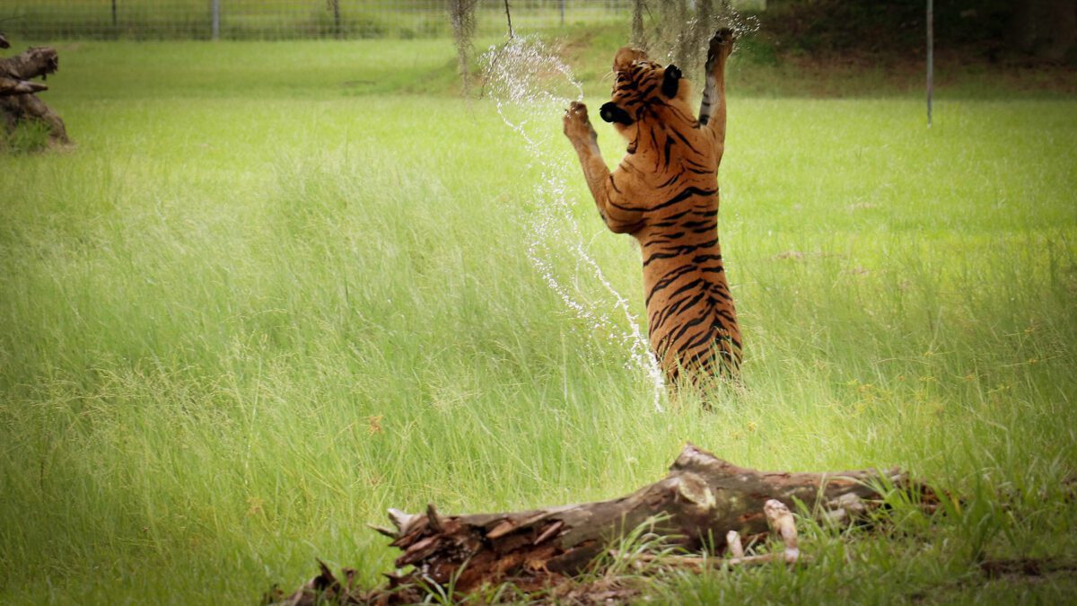 Simba Tiger leaps for joy