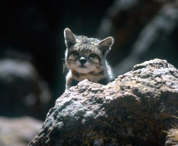 55 Fun Facts About Bobcats For Kids - The Fact Site