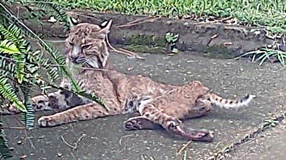Aries Bobcat photographed by a concerned citizen