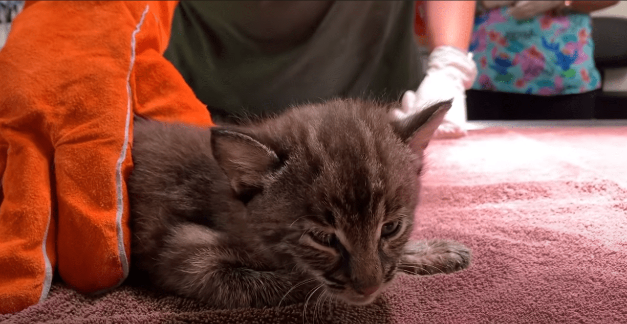 Trying to Save a Baby Bobcat’s Life