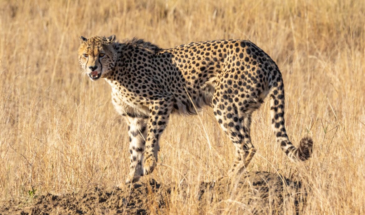 Cheetah On Rock