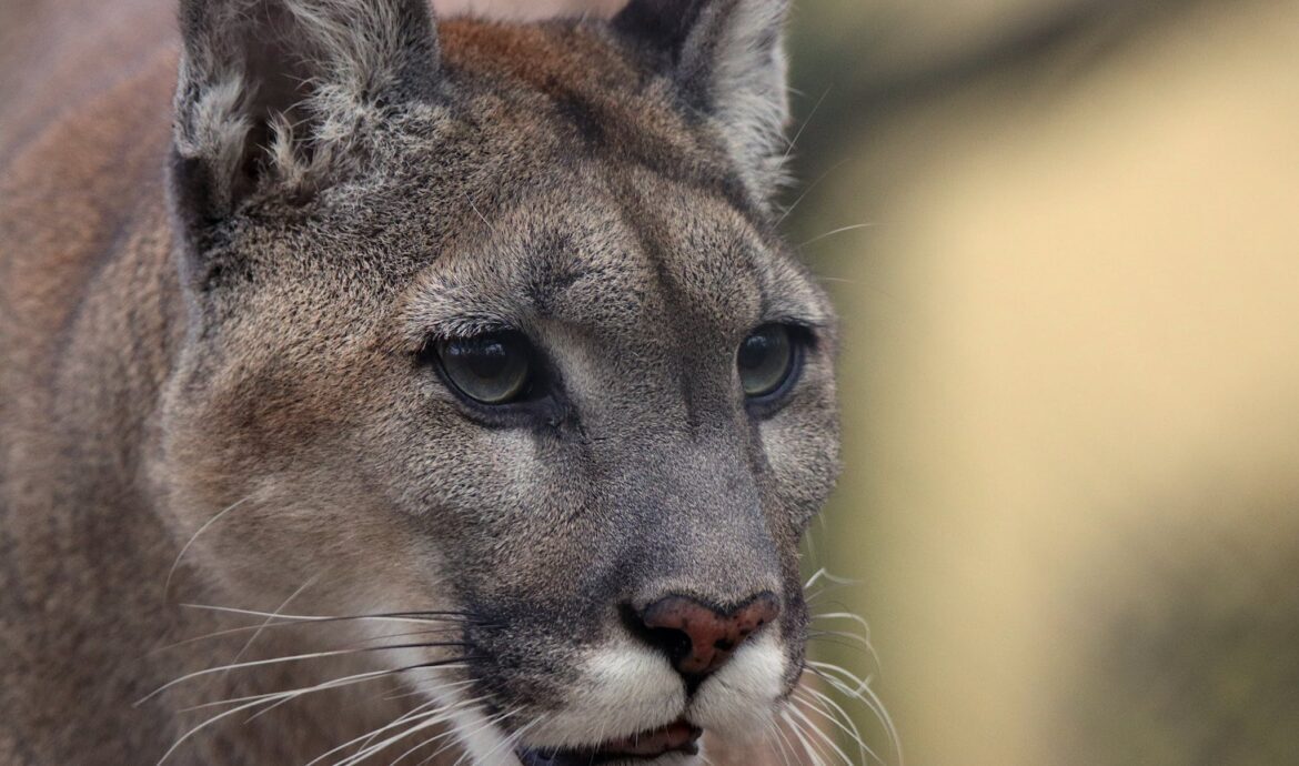 Cougar in Close-up Shot 