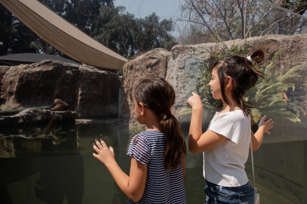 Girls Looking through the Glass in a Zoo