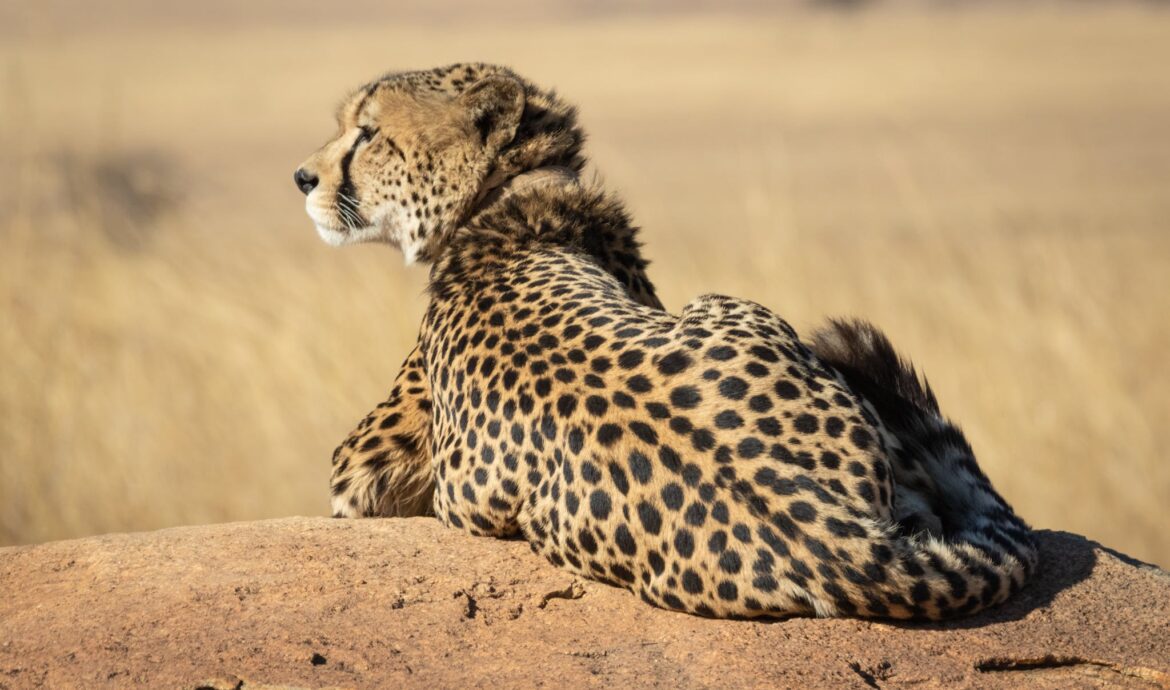 Selective Focus Photograph Of Cheetah