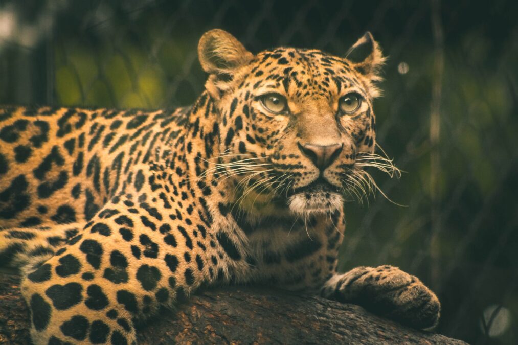 Leopard Photos