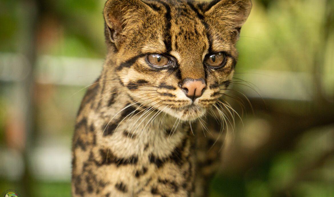 clouded tiger cat