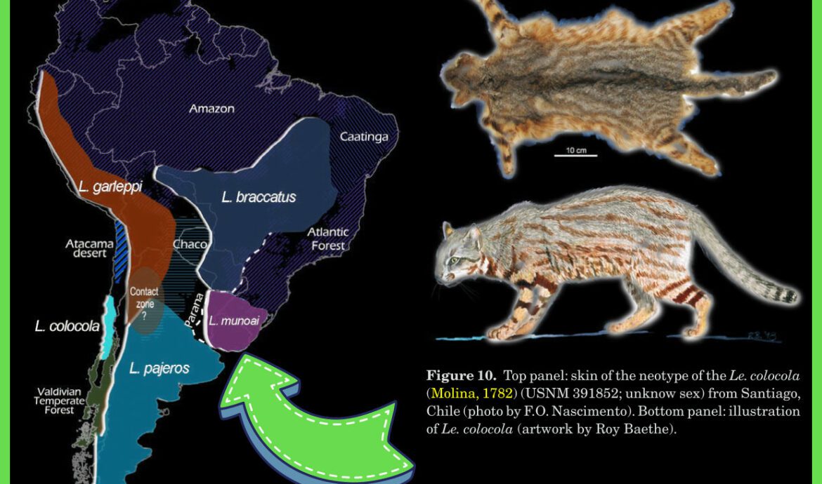 Pampas cat sub species ​include five distinct species within the Pampas cat complex: L. braccatus, L. colocola, L. garleppi, L. munoai, and L. pajeros. 
