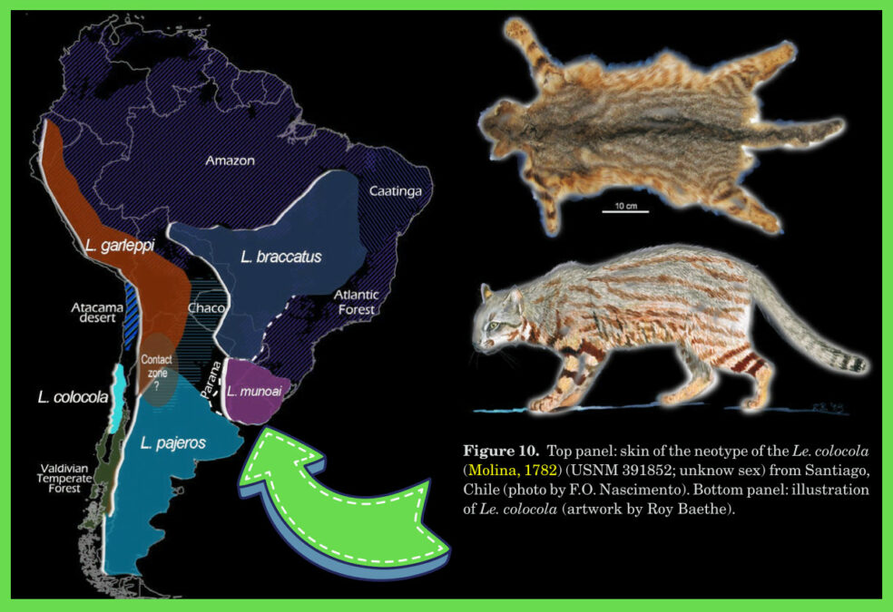 Munoai-Pampas-Cat-Map-CB