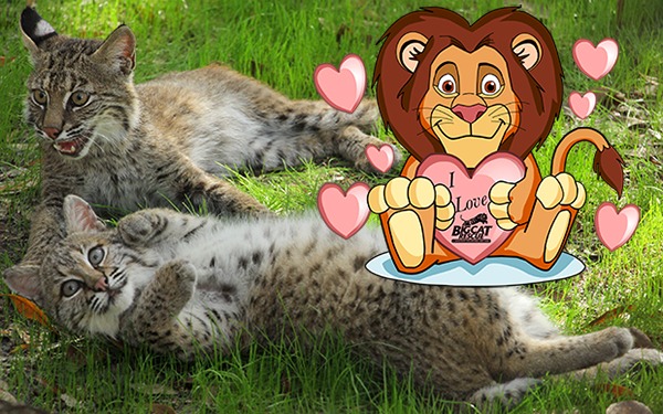 Valentines Day Bobcat Kittens
